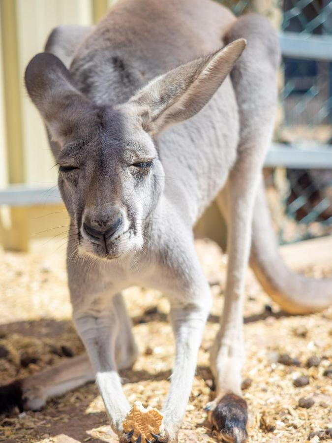 Wallaroo Holiday Park ภายนอก รูปภาพ